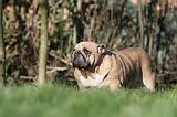 BULLDOG ANGLAIS 106